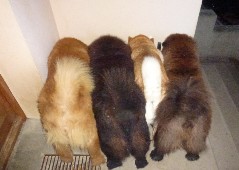 Nos chiens